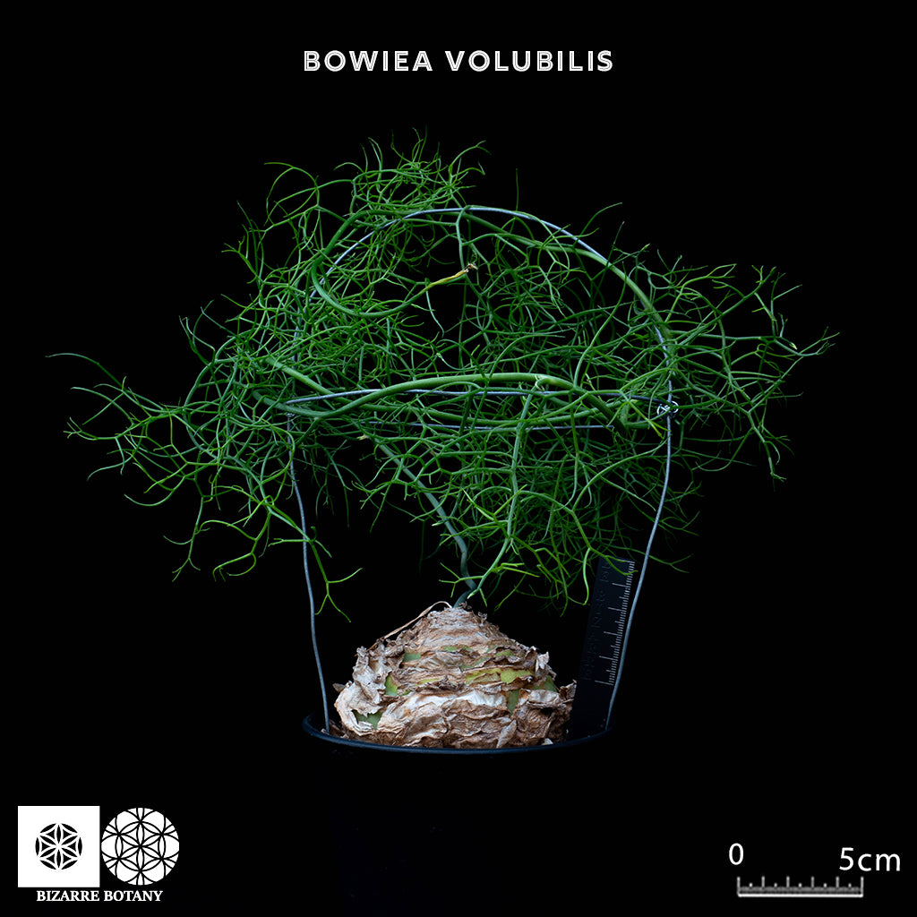 Bowiea volubilis