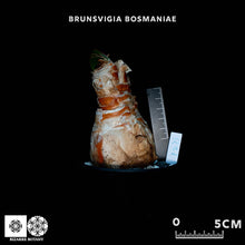 將圖片載入圖庫檢視器 Brunsvigia Bosmaniae
