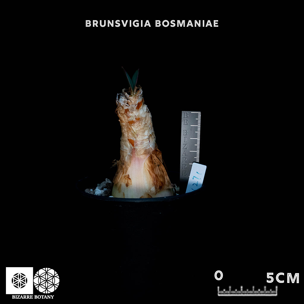 Brunsvigia Bosmaniae