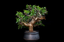 將圖片載入圖庫檢視器 Commiphora Stocksiana 黃金沒藥 (特選株)
