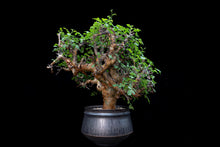 將圖片載入圖庫檢視器 Commiphora Stocksiana 黃金沒藥 (特選株)
