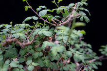 將圖片載入圖庫檢視器 Commiphora Stocksiana 黃金沒藥 (特選株)
