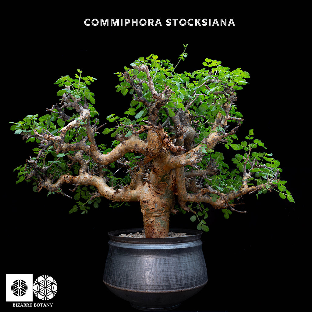 Commiphora Stocksiana 黃金沒藥 (特選株)