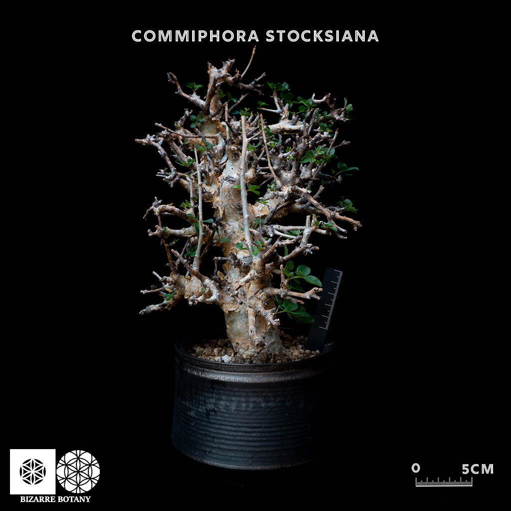 Commiphora Stocksiana 黃金沒藥 (特選株)