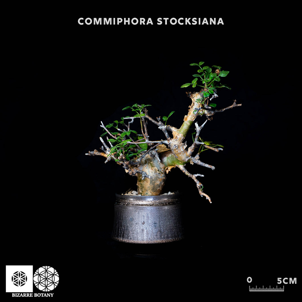 Commiphora Stocksiana 黃金沒藥 (特選株)