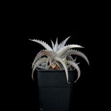 將圖片載入圖庫檢視器 Dyckia Sp.
