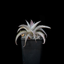 將圖片載入圖庫檢視器 Dyckia Sp.
