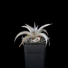 將圖片載入圖庫檢視器 Dyckia Sp.
