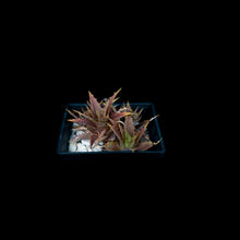 將圖片載入圖庫檢視器 Orthophytum Saxicola
