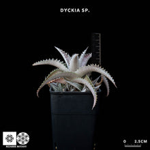 將圖片載入圖庫檢視器 Dyckia Sp.
