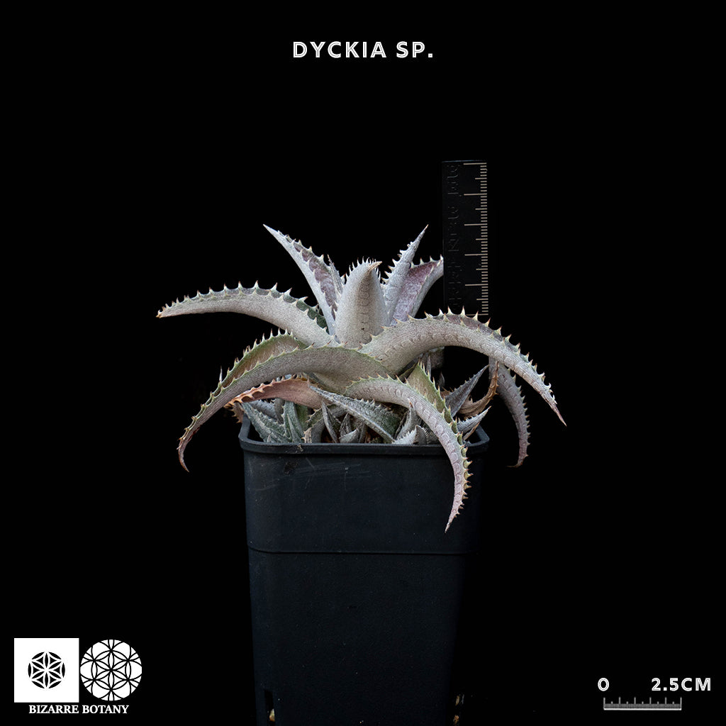 Dyckia Sp.