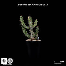 將圖片載入圖庫檢視器 Euphorbia Caducifolia
