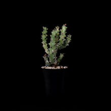 將圖片載入圖庫檢視器 Euphorbia Caducifolia
