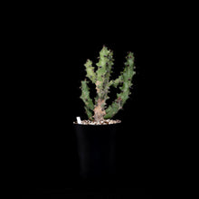 將圖片載入圖庫檢視器 Euphorbia Caducifolia
