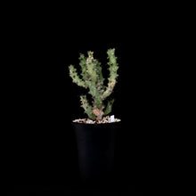 將圖片載入圖庫檢視器 Euphorbia Caducifolia
