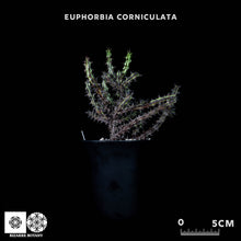 Load image into Gallery viewer, Euphorbia Corniculata
