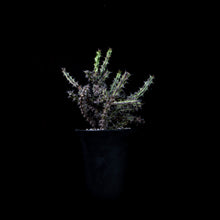 將圖片載入圖庫檢視器 Euphorbia Corniculata
