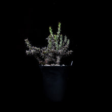 Load image into Gallery viewer, Euphorbia Corniculata
