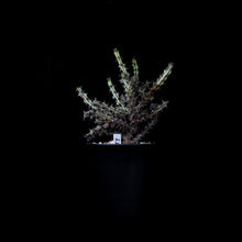 Load image into Gallery viewer, Euphorbia Corniculata
