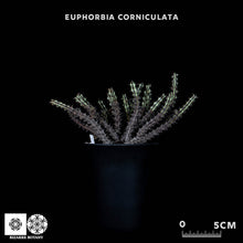 Load image into Gallery viewer, Euphorbia Corniculata
