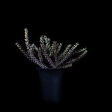 Load image into Gallery viewer, Euphorbia Corniculata
