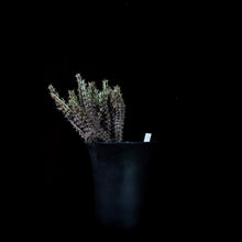 Load image into Gallery viewer, Euphorbia Corniculata
