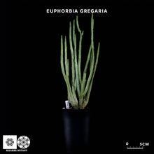 將圖片載入圖庫檢視器 Euphorbia Gregaria
