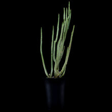 Load image into Gallery viewer, Euphorbia Gregaria
