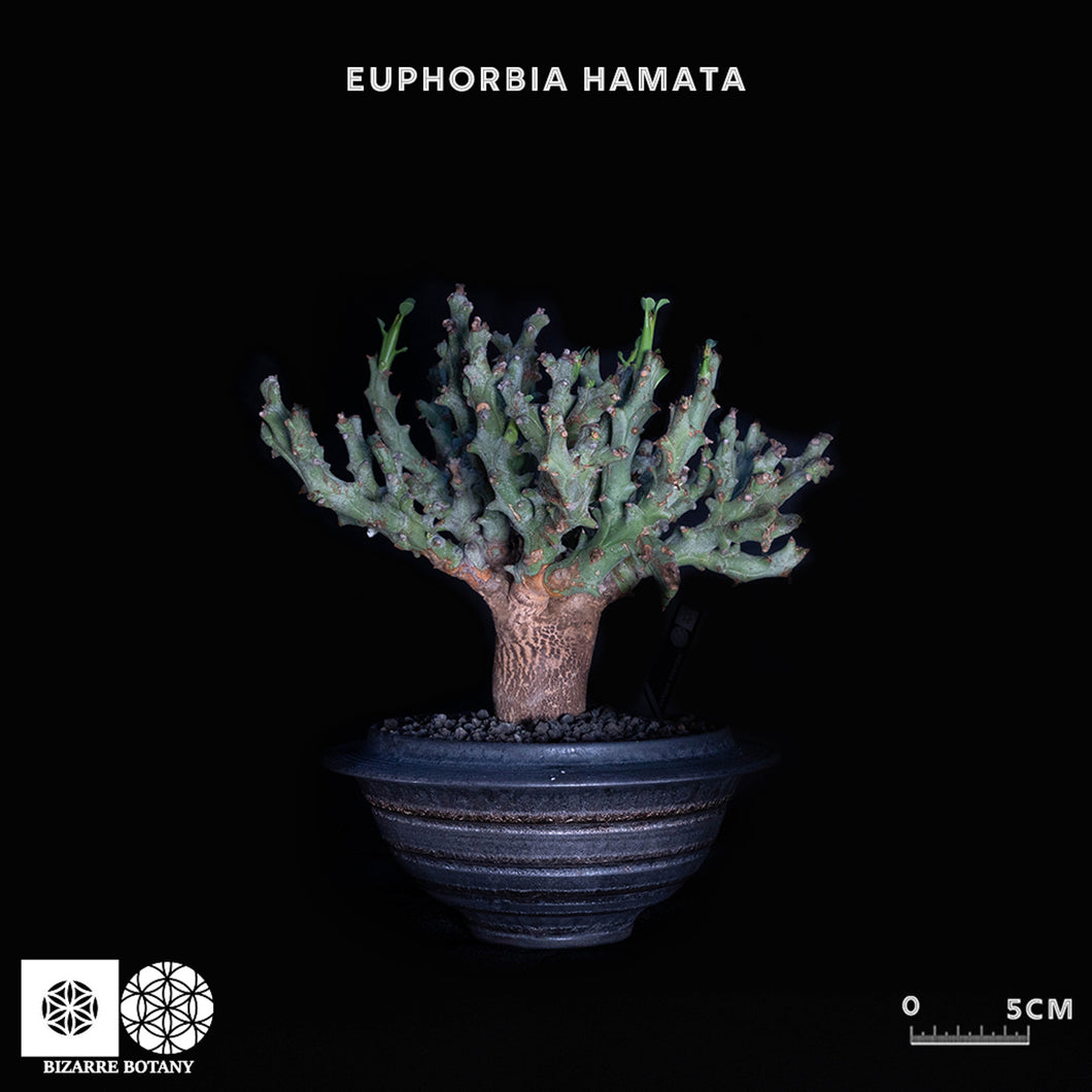 Euphorbia Hamata (特選株)