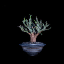 將圖片載入圖庫檢視器 Euphorbia Hamata (特選株)
