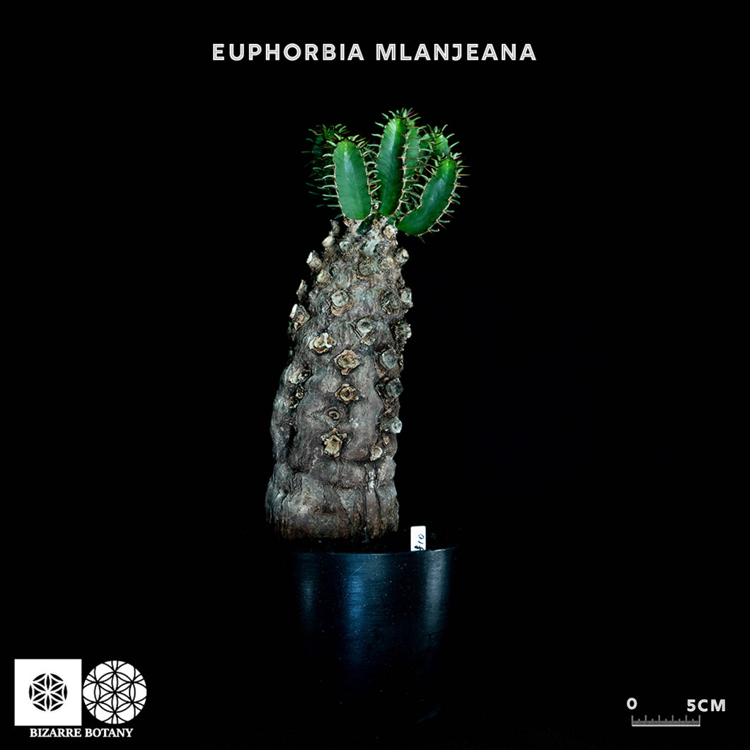 Euphorbia Mlanjeana 火山大戟