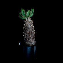 將圖片載入圖庫檢視器 Euphorbia Mlanjeana 火山大戟
