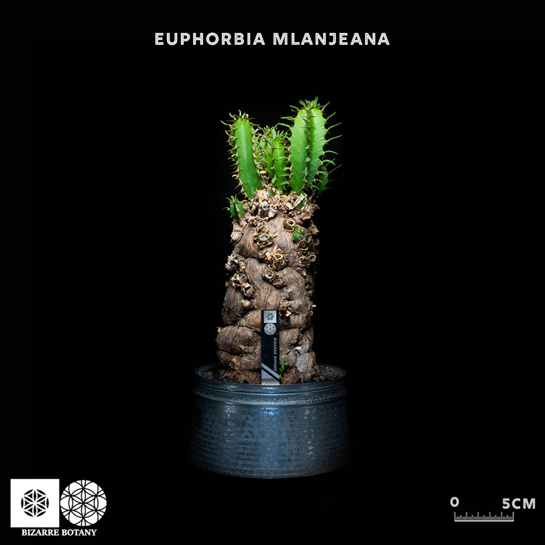 Euphorbia Mlanjeana (特選株)