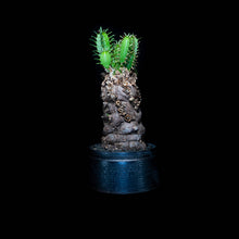 將圖片載入圖庫檢視器 Euphorbia Mlanjeana (特選株)
