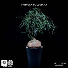 將圖片載入圖庫檢視器 Ipomoea Bolusiana
