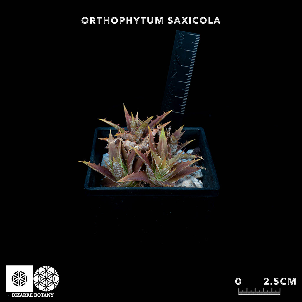 Orthophytum Saxicola