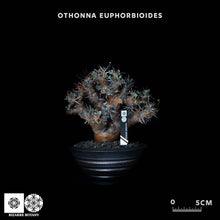 將圖片載入圖庫檢視器 Othonna Euphorbioides (特選株)
