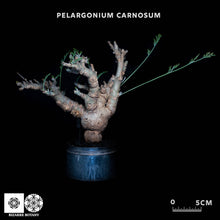 將圖片載入圖庫檢視器 Pelargonium Carnosum (特選株)
