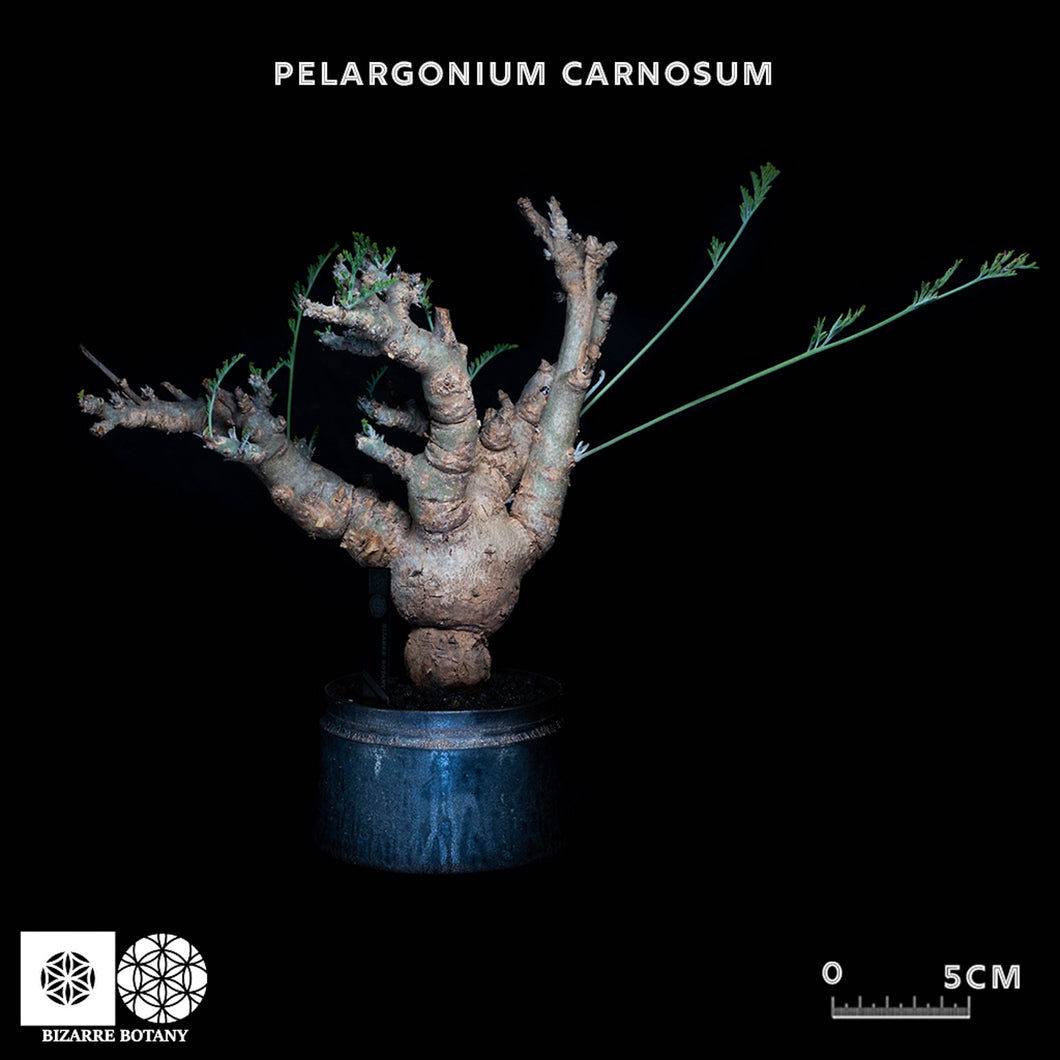 Pelargonium Carnosum (特選株)