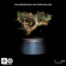 將圖片載入圖庫檢視器 Pelargonium Crithmifolium (特選株)
