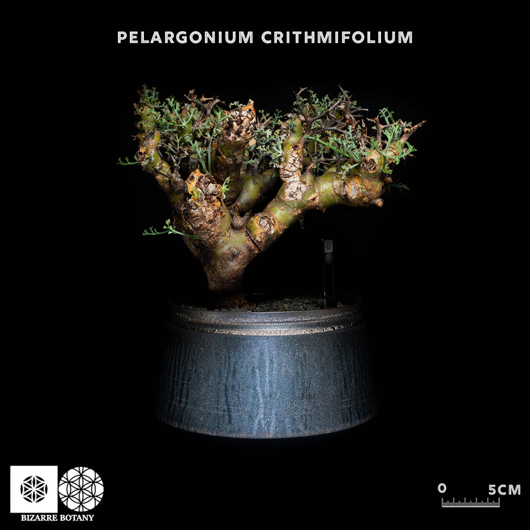 Pelargonium Crithmifolium (特選株)