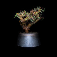 將圖片載入圖庫檢視器 Pelargonium Crithmifolium (特選株)
