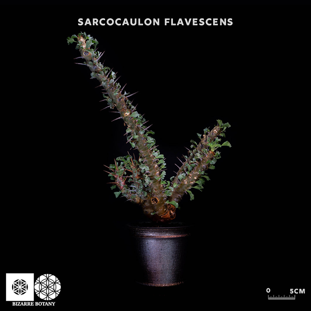Sarcocaulon Flavescens (特選株)