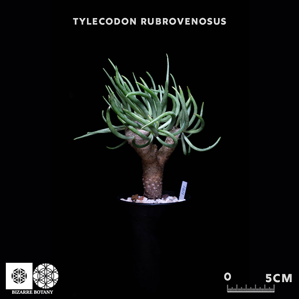Tylecodon Rubrovenosus