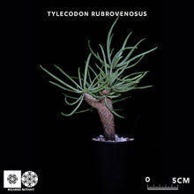 將圖片載入圖庫檢視器 Tylecodon Rubrovenosus
