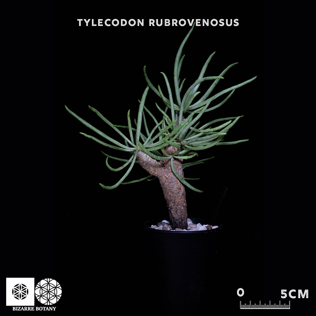 Tylecodon Rubrovenosus
