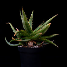 將圖片載入圖庫檢視器 Aloe Maculata (Variegated)
