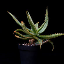 將圖片載入圖庫檢視器 Aloe Maculata (Variegated)
