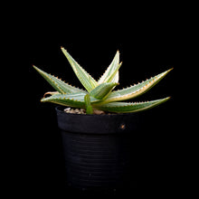 將圖片載入圖庫檢視器 Aloe Maculata (Variegated)
