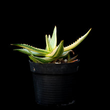 將圖片載入圖庫檢視器 Aloe Maculata (Variegated)
